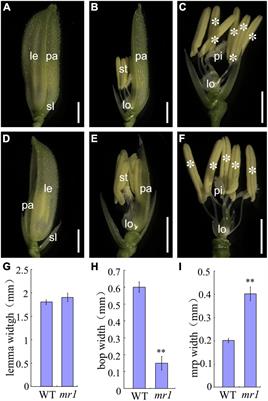 Fine Mapping of Rice Specific MR1, a Gene Determines Palea Identity